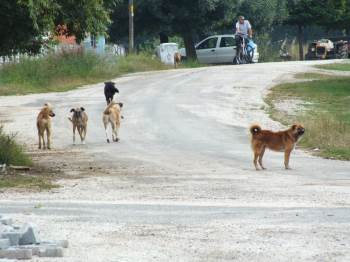 Köy Sakinleri Sokak Köpeklerinden Dertli
