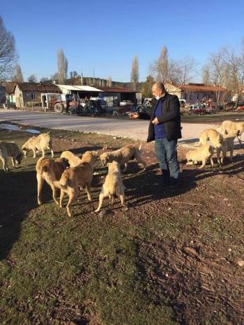 Köydeki 25 Köpeği Emekli Vatandaş Besliyor
