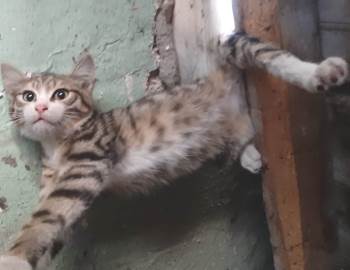 Kütahya’Da Çatıya Sıkışan Kediyi İtfaiye Kurtardı
