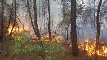 Kütahya’Da Orman Yangını
