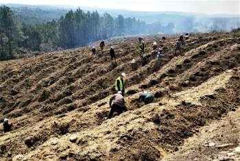Kütahya’Da Yanan Orman Sahasına 5 Bin Fidan Dikildi
