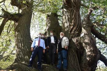 Kütahya’Daki Asırlık Kestane Ağaçlarında Hasat
