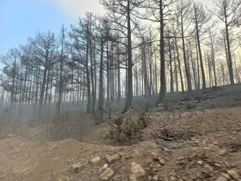 Kütahya’Daki Orman Yangını Kontrol Altına Alındı
