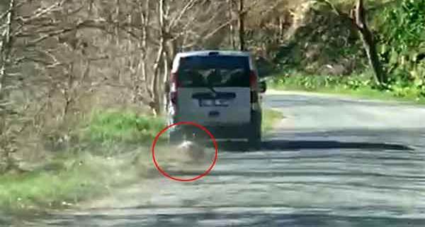 Ölü köpeği 2 kilometre aracının arkasında sürükledi