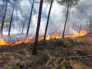 Ormanlık Alandaki Yangına Zamanında Müdahale
