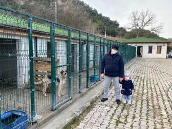 Osmaneli Belediyesi Hayvan Barınağı Destek Bekliyor
