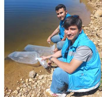 Pazarlar’Daki Göletlere 36 Bin Adet Pullu Sazan Balığı Yavrusu Bırakıldı

