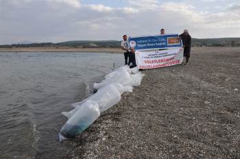 Porsuk Baraj Gölüne 3 Bin Yayın Balığı Yavrusu Bırakıldı
