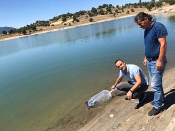 Simav’Da Göletlere 110 Bin Yavru Sazan Balığı Bırakıldı
