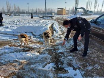 Sinanpaşa’Da Sokak Hayvanlarına Yönelik Yemleme Çalışması Yapıldı
