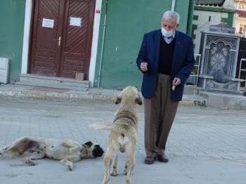 Sokağa Çıkan 65 Yaş Üstü Vatandaş Sokak Hayvanlarını Sevdi
