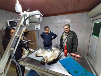 Suya Dalabilen Tek Yırtıcı Kuşu Denizi Olmayan Bilecik’Te Avcılar Vurdu
