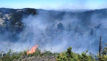 Tavşanlı’Daki Orman Yangını Kısa Sürede Söndürüldü
