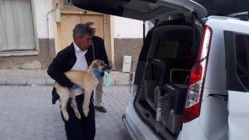 Trafik Kazasında Yaralan 3 Köpek Tedavi İçin İstanbul’A Gönderildi
