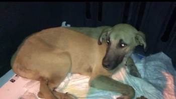 Trafik Kazasında Yaralanan Köpek, Gece Yarısı Tedavi İçin İstanbul’A Götürüldü
