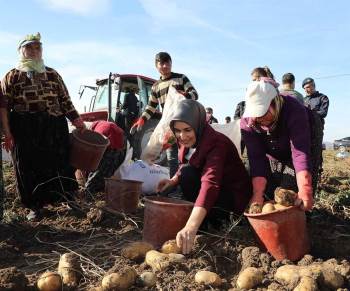 Vali Yiğitbaşı: “Patates Üretiminde Türkiye’De Üçüncü Sıradayız”
