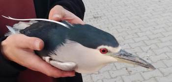 Yaralı Halde Bulunan Gece Balıkçılı Kuşu Tedavi Altına Alındı
