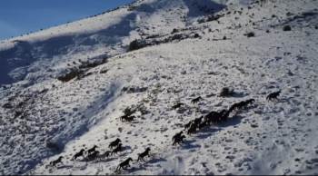 Yılkı Atları Drone İle Görüntülendi
