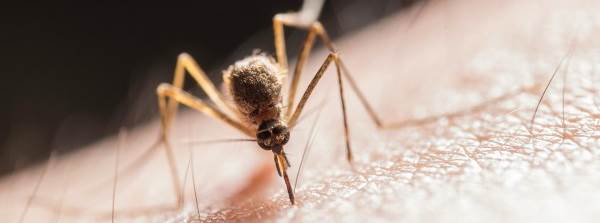Sivrisinekler Evinize Yaklaşamayacak!  Sivris…