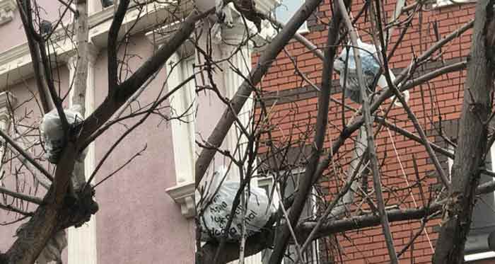 Eskişehir’de bu ağacı görenler hayrete düşüyor 22.03.2023