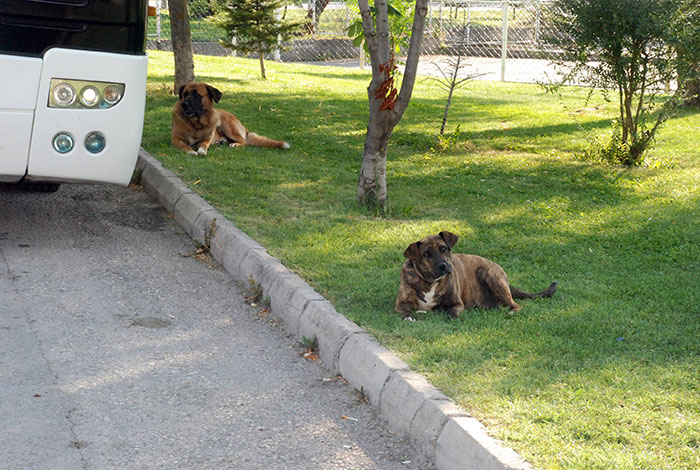 sokak köpekleri
