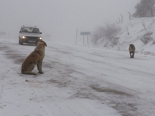 Kar yolları kapattı
