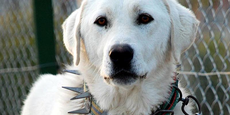 Eskişehir akbaş köpekleri