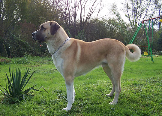 İtalyanlar çareyi Sivas'ta buldu