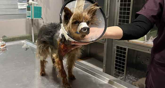 Eskişehir'in göbeğinde pitbull vahşeti! 26.04.2023