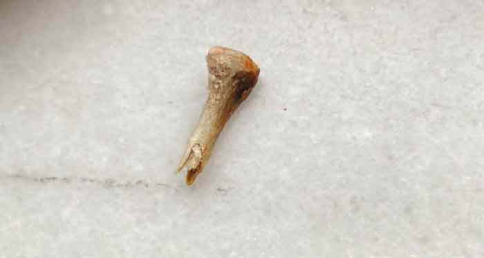 Ekmeğin içinden çıkan şoke etti: Savunmasi ise... 4.5.2023