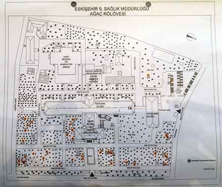 Eskişehir İl Sağlık Müdürlüğü Ağaç Rölövesi
