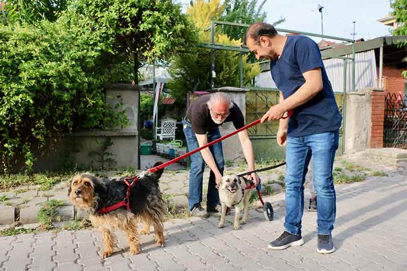 Eskişehir köpek 29 05 2022