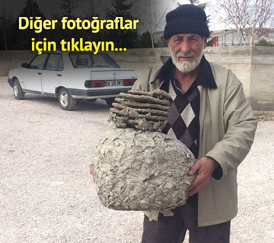 http://www.anadolugazetesi.com/galeri/dev-yaban-arisi-yuvasi-gorenleri-sasirtiyor.html