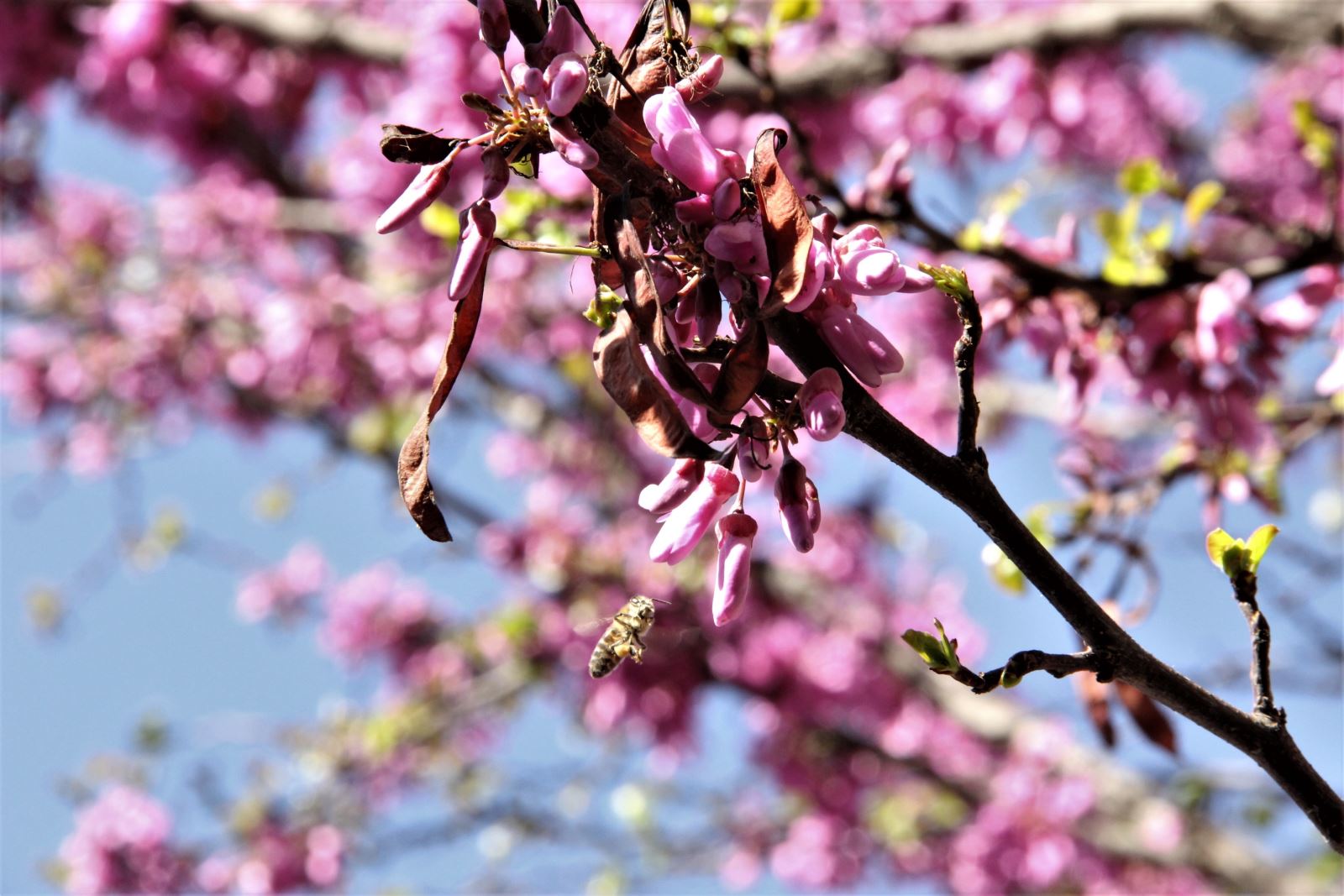 google doodle ilkbahar geldi 19 03 2020