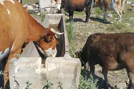 Hayvancılığın gelişmesi için su şart 16 08 2021
