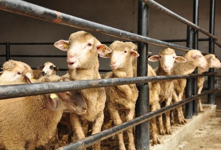 kurban bayrami tatili ne zaman kac gun 2020.jpg