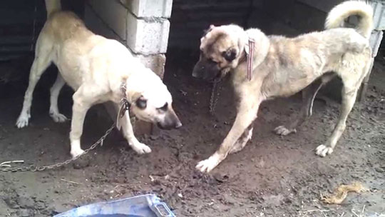 İtalyanlar çareyi Sivas'ta buldu