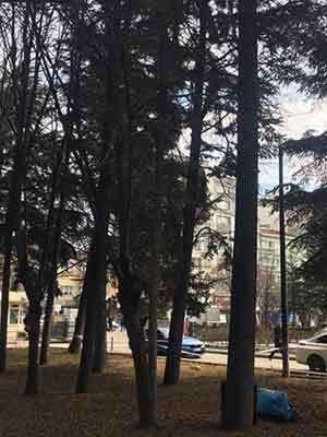 Yunus Emre Devlet Hastanesi İki Eylül Hizmet Binası ağaçları