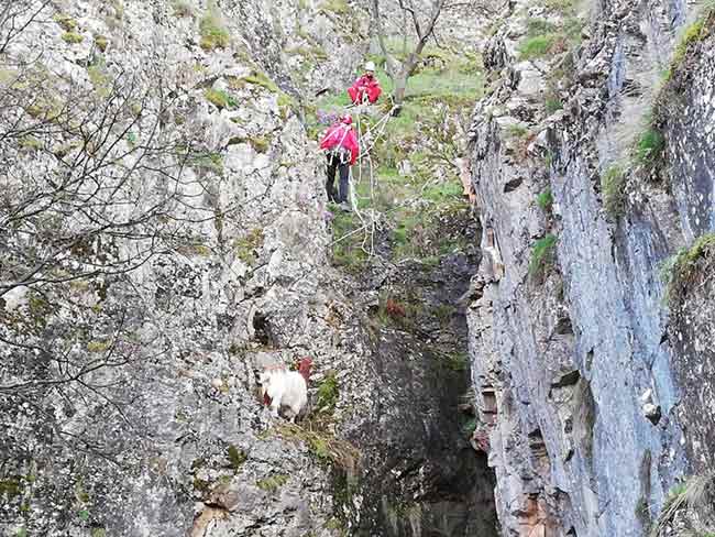 Yaklaşık 50 metre yükseklikteki sarp kayalıklarda 4 gündür mahsur kalan keçi için sahibi tarafından yardım talebinde bulunuldu. 