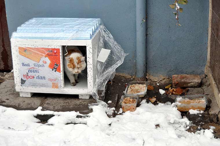 Eskişehir'de, sosyal medya aracılığıyla bir araya gelen Düş Bahçesi Çocukları Topluluğu üyeleri, kış mevsiminde sokak kedilerinin barınması amacıyla kentte belirlediklere alanlara "kedi evleri" yerleştiriyor.