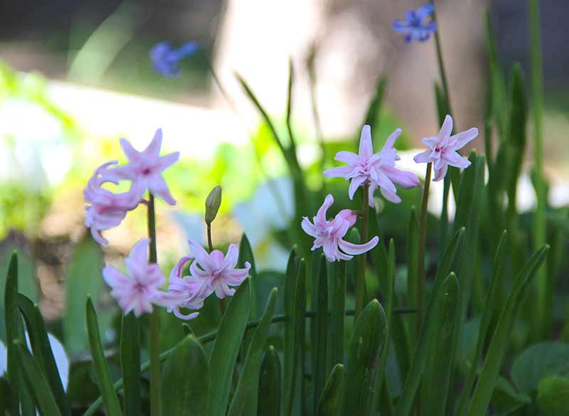 Eskişehir’de, bahar mevsiminin gelmesiyle dört bir tarafta rengarenk açan çiçekler kentte ayrı bir güzellik oluşturdu. 