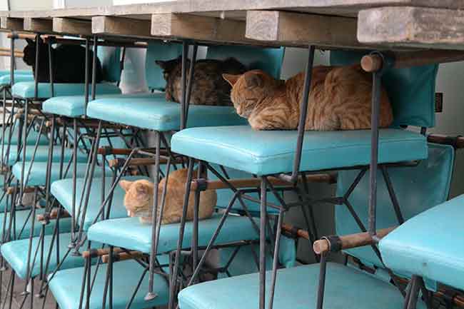 Kafe işletmecisi, kedilerin her zaman müşterilerle iç içe zaman geçirdiğini, yağmurlu havalarda da gelip dükkâna sığındıklarını söyledi.