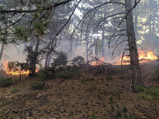 Edinilen bilgilere göre, Eskişehir’de yağışların ardından ormanlık alanlara düşen yıldırımlar yangına sebep oldu. 