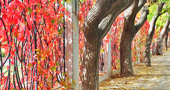 Eskişehir’de sonbaharın gelmesiyle sararan yaprakların oluşturduğu görüntüler görenlerin beğenisini kazanıyor.