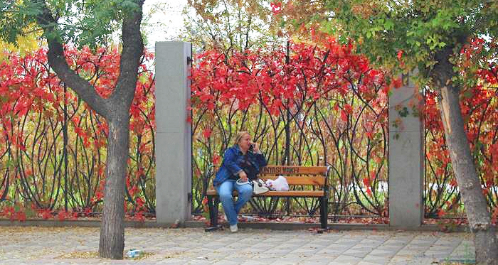Sonbahar aylarının gelmesiyle birlikte ağaç yaprakları renk değiştirmeye başladı. Eskişehir’de Millet Bahçesi’nin Mustafa Kemal Atatürk Caddesi tarafında yer alan korkulukları kaplayan sarmaşıktaki kızıl ile kaldırımda bulunan ağaçlardaki yeşil yaprakların görüntüsü ilgi çekiyor.