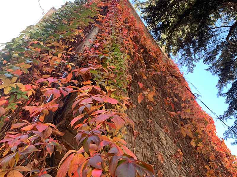 Duvarları kaplayan metrelerce uzunluktaki sarmaşıklar, sonbaharın gelmesiyle birden fazla rengi barındırıyor. 