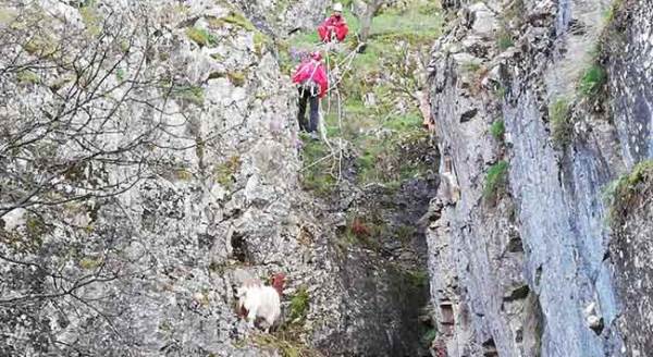 "Keçi kurtarma" operasyonu!