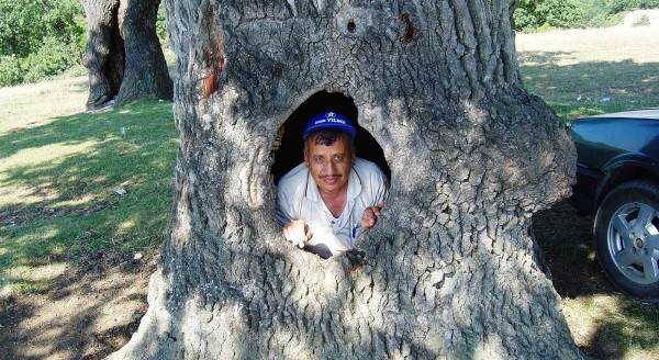 400 yıllık gövdesi boş meşe ağacı ilgi odağı