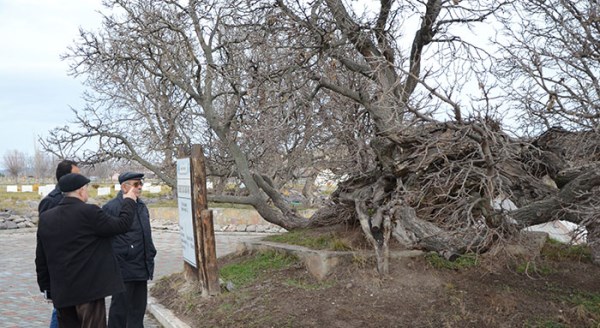 850 yaşında hala meyve veriyor