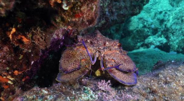 ABD’deki festivale Eskişehir imzası!